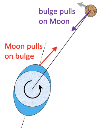 Figure shows a representation of the Earth-Moon system, exaggerating the tidal bulge to show torque.