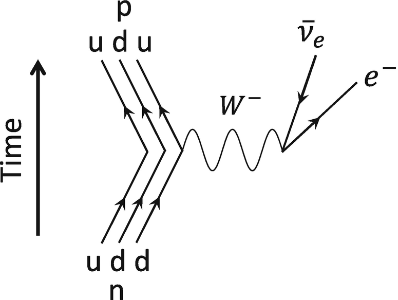 A Feynman diagram showing how a neutron decays into a proton. A neutron is composed of 2 down quarks and 1 up quark. One of the down quarks is transformed into an up quark. This transformation is facilitated by the emission of a \text{W}^{-} boson, which quickly decays into an electron and an anti-electron neutrino