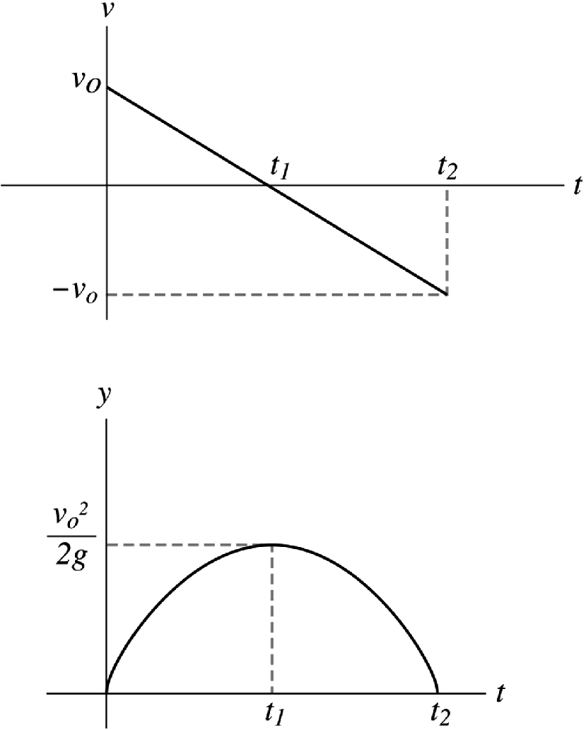 The displacement and velocity graph for a free-falling object