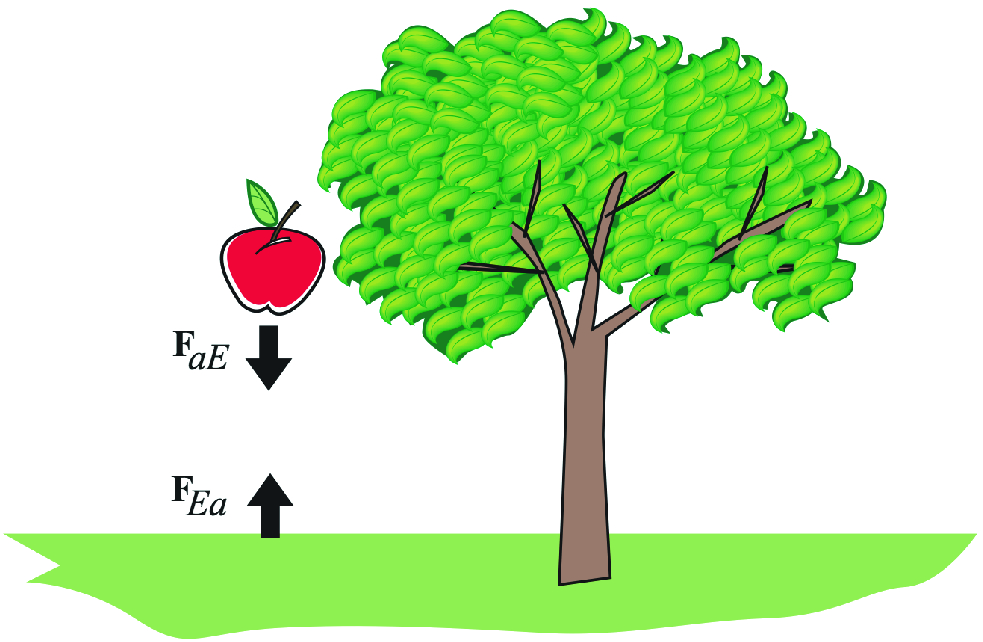 The gravitational force exerted by the Earth on the apple and that exerted by the apple to the Earth form an action-reaction pair