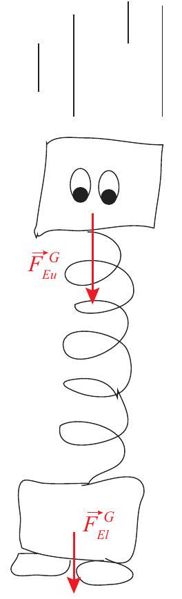 (a) In free fall, your skeleton (represented here by a relaxed spring) does not need to support your upper body, so there is no sensation of weight. When standing on the ground motionless under the influence of gravity, however (b), every part of your body needs to compress a little in order to support the weight of the parts above it (as shown here by the compressed spring). The same compression, and hence the same subjective sensation of weight, results if you are moving upwards with an acceleration a=g, but in the absence of gravity (c). (The subscripts u and l on the forces stand for "upper" and "lower" body, respectively.)