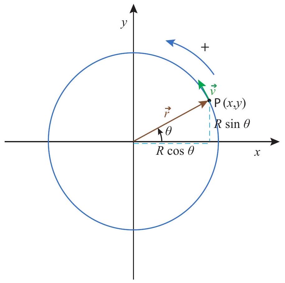A particle moving on a circle. The position vector has length R, so the x and y coordinates are R \cos \theta and R \sin \theta, respectively. The conventional positive direction of motion is indicated. The velocity vector is always, as usual, tangent to the trajectory.