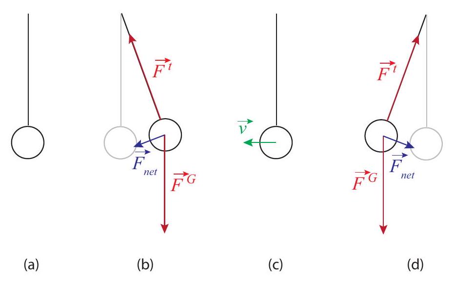 A simple pendulum. In (a), the equilibrium position, the tension and gravity forces balance out. In (b), they combine to produce a restoring force (in blue) pointing back towards equilibrium. In (c), the bob is passing through equilibrium and the net force on it at that instant is again zero, but its momentum keeps it going. At (d) we have the mirror image of (b).