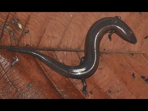 Thumbnail for a video about snake-inspired robotics