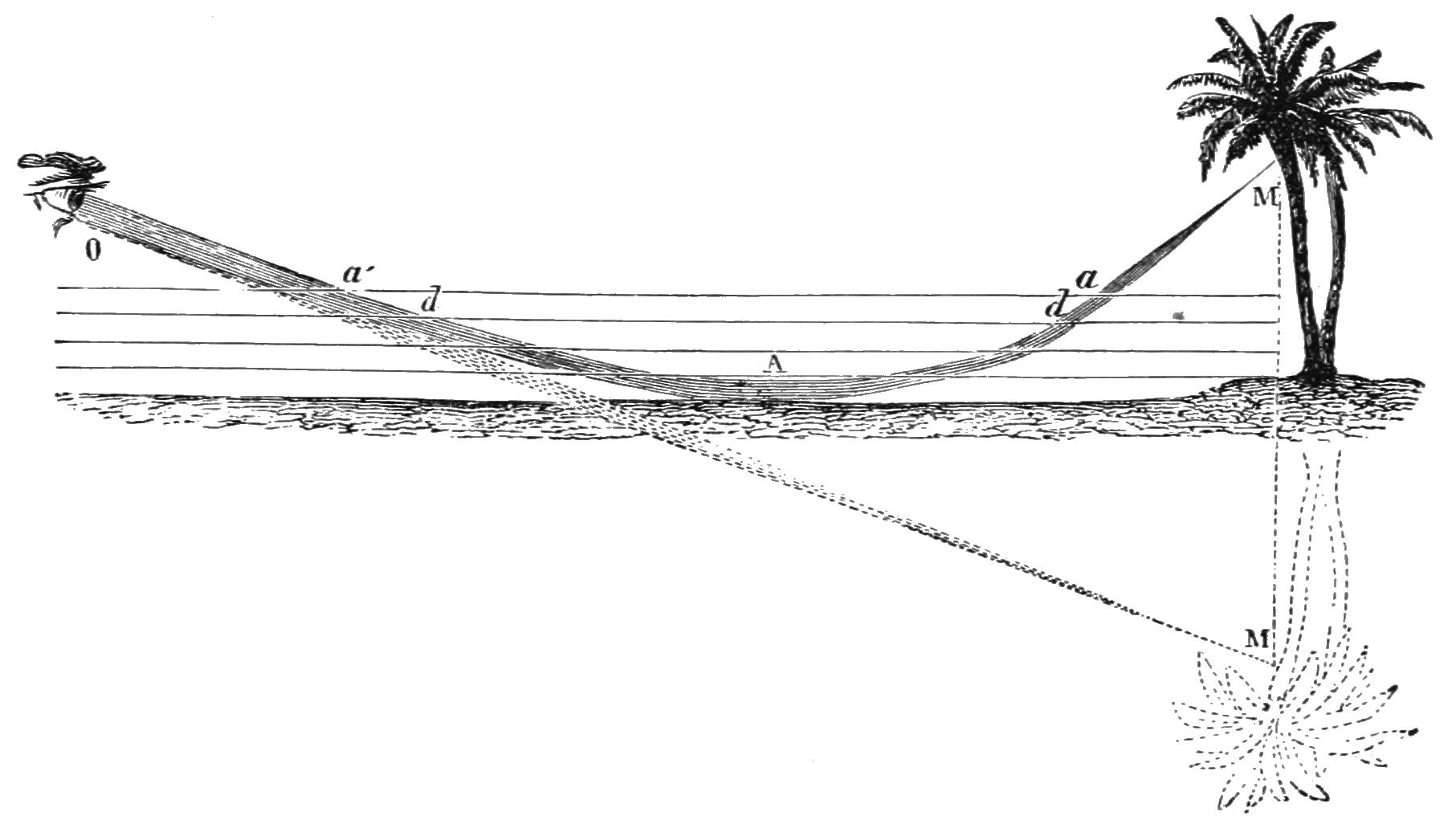 Historical drawing of rays curving near hot ground from a palm tree toward an observer; backward extensions place an inverted virtual tree below the ground.