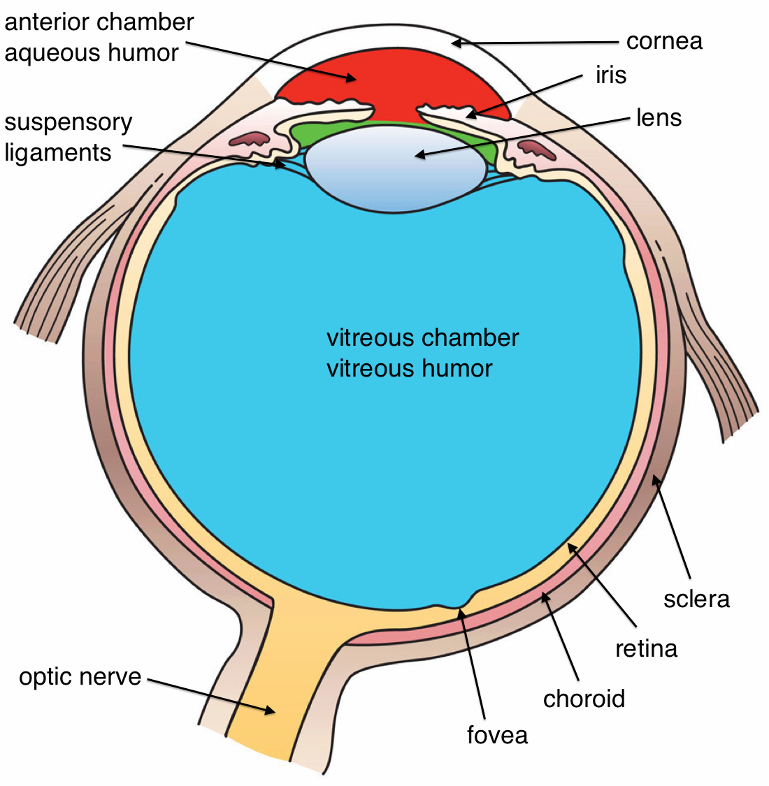 Labeled cross section of an eye showing the cornea, aqueous humor, iris, pupil, crystalline lens, vitreous humor, retina, and optic nerve.