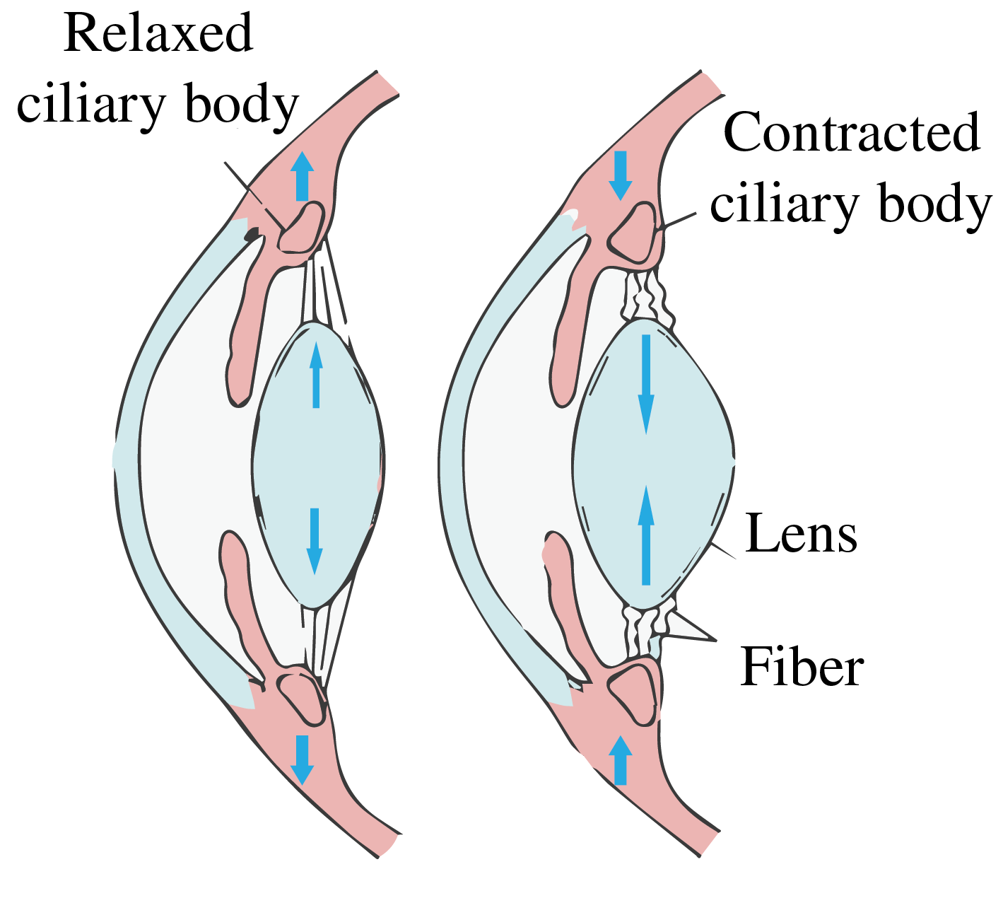 Two cross sections of the ciliary body and crystalline lens: relaxed ciliary muscle and flatter lens at left, contracted muscle and rounder lens at right.