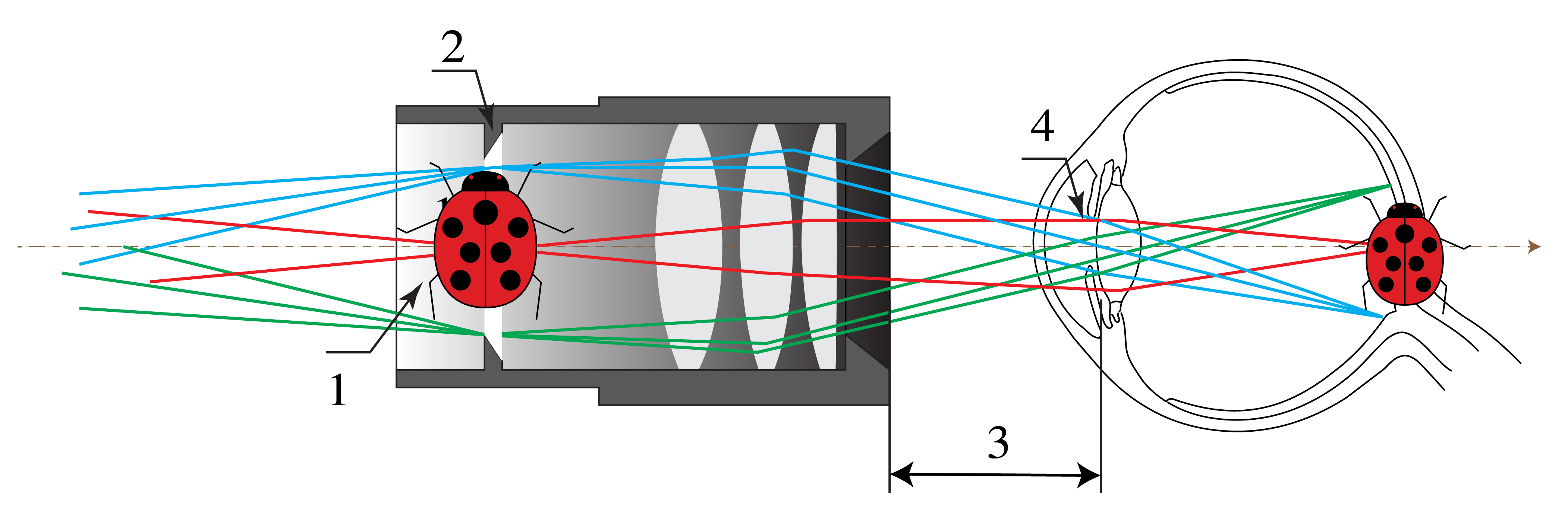 Section through a three-element eyepiece marking its intermediate image, field stop, eye relief, and position of the viewer's pupil.