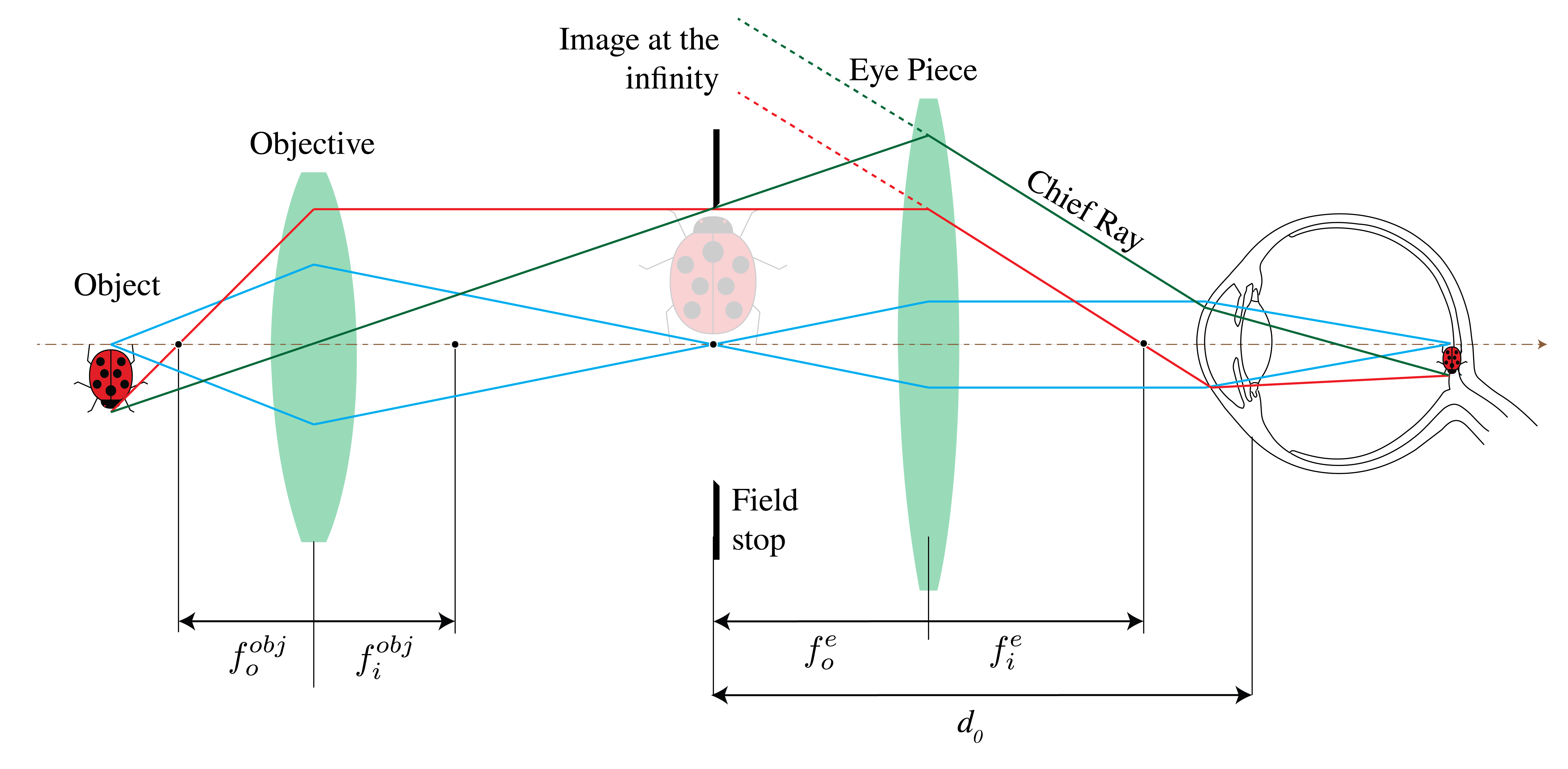 Ray diagram of a compound microscope in which an objective forms an inverted real intermediate image and an eyepiece sends rays toward the eye.