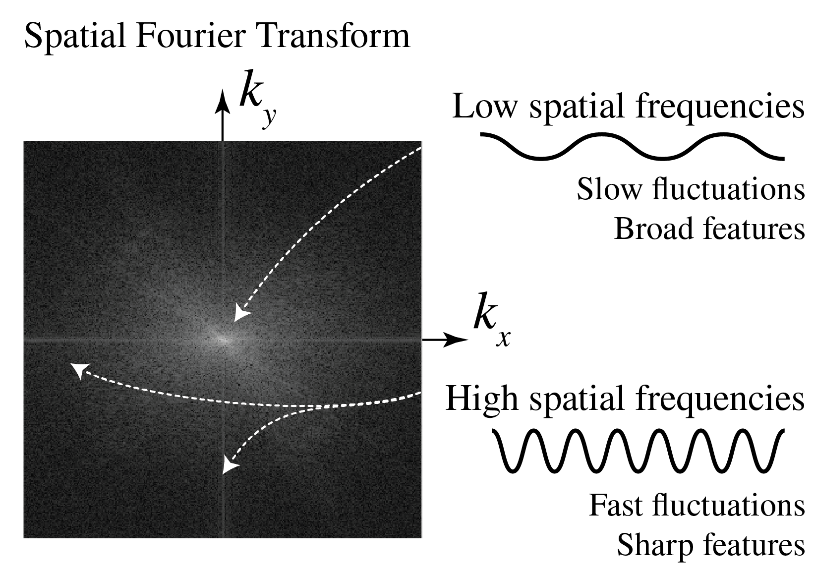 Central Fourier components correspond to broad image features while distant components correspond to fine detail.