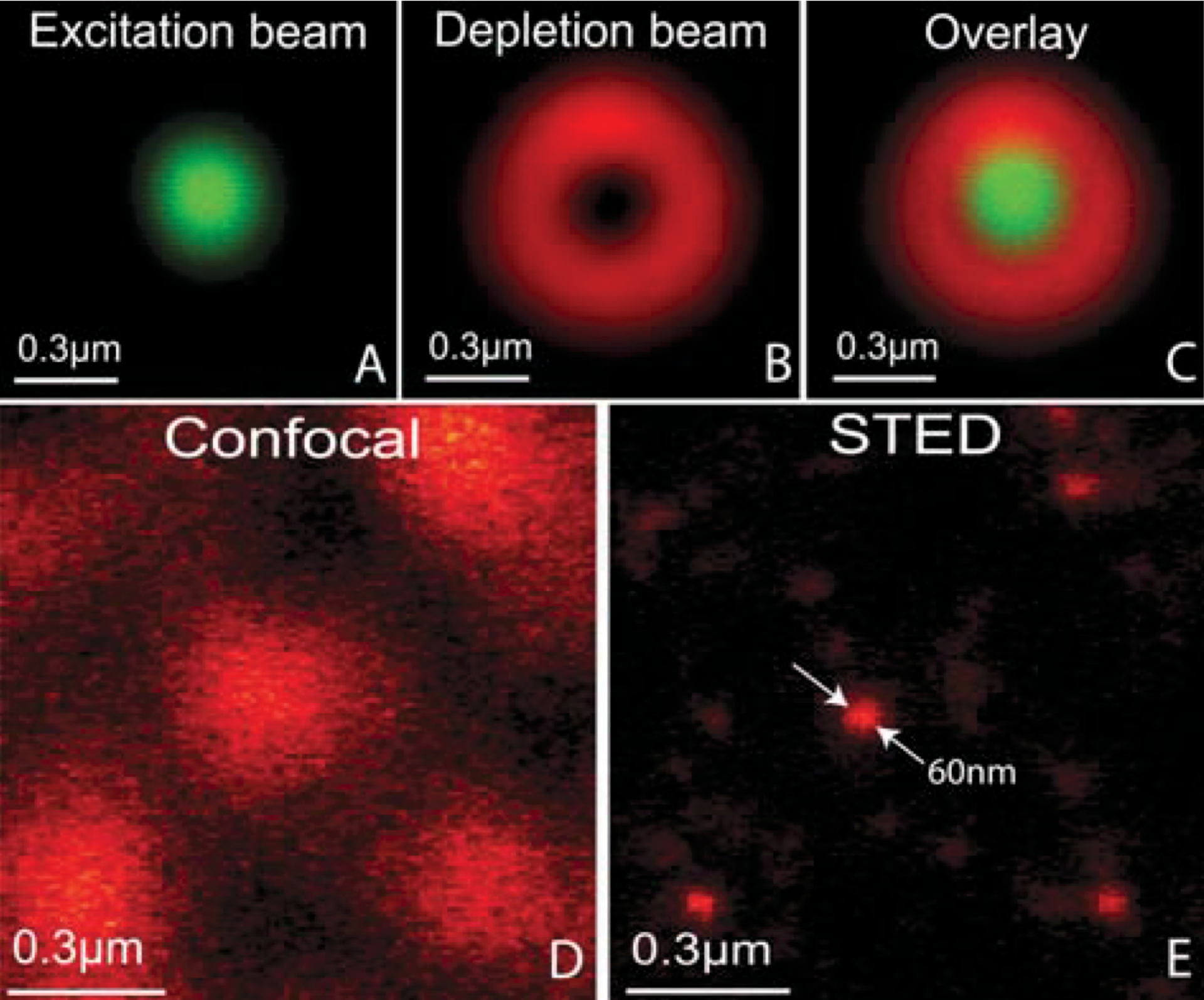 Excitation and doughnut depletion beams leave a small fluorescent center; paired images compare confocal and STED resolution.