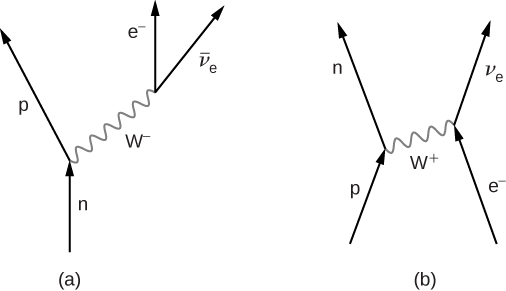 Figure a shows four arrows. One arrow, labeled n, points up and its tip meets the base of another arrow going up and left, labeled p. To the right of this is an arrow labeled e minus pointing up. Its base is connected to the base of another arrow going up and right. This is labeled v bar subscript e. The two junctions on the graph are connected by a wavy line labeled W minus. This points up and right. Figure b shows four arrows. One arrow, labeled p, points up and right. Its tip meets the base of another arrow going up and left, labeled n. To the right of this is an arrow labeled e minus pointing up and left. Its tip meets the base of another arrow going up and right. This is labeled v subscript e. The two junctions on the graph are connected by a wavy line labeled W plus. This points up and right.